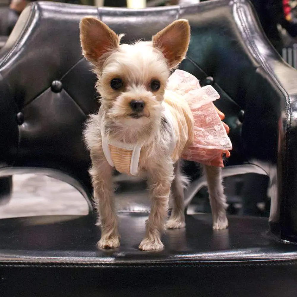 Citrus Ruffle Dog Dress